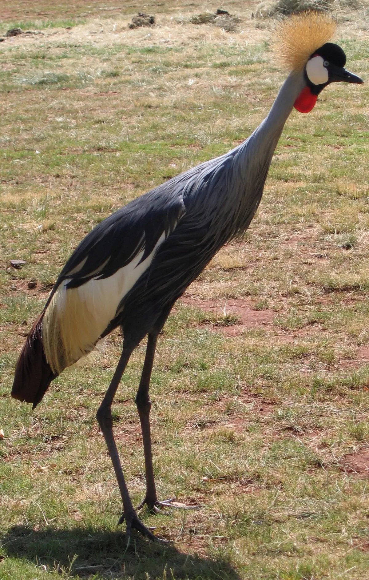 Grey Crowned Crane
