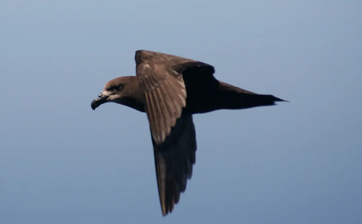 Grey-faced Petrel