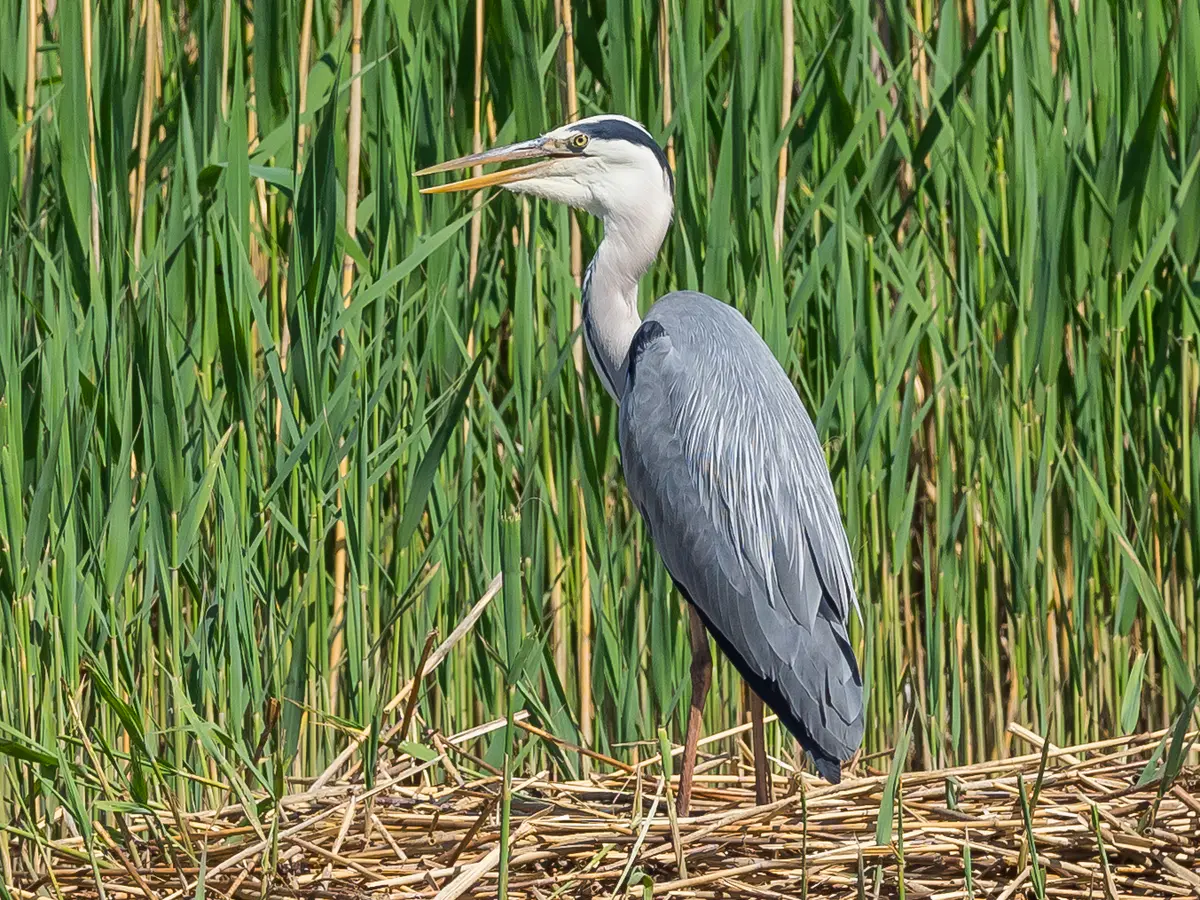 Grey Heron