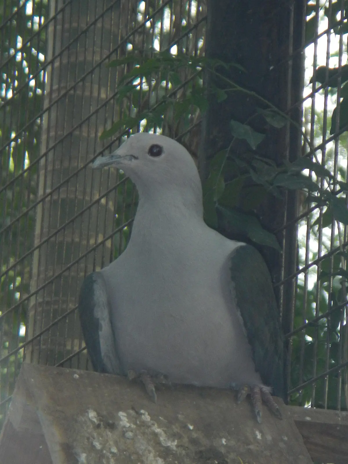 Grey Imperial Pigeon