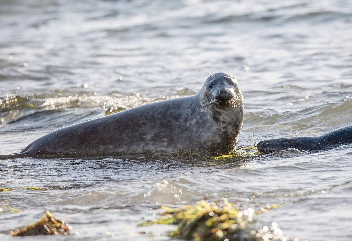 Grey Seal