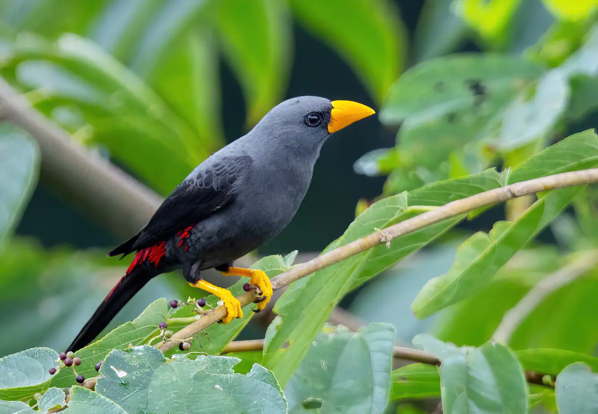 Grosbeak Starling