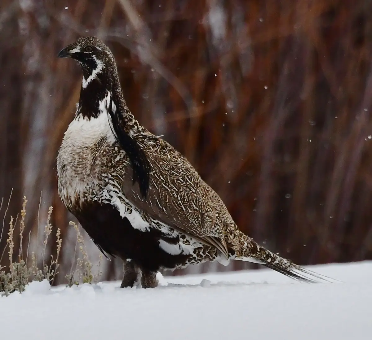 Gunnison Grouse