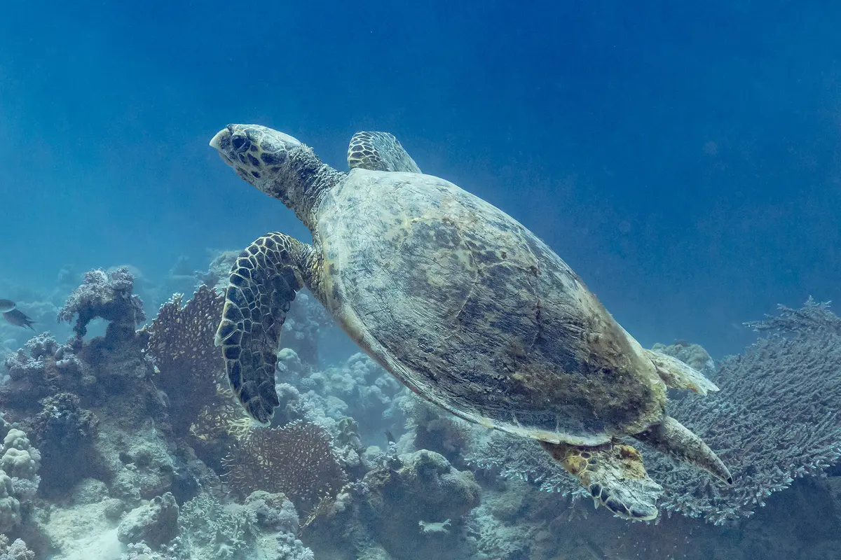 hawksbill sea turtle