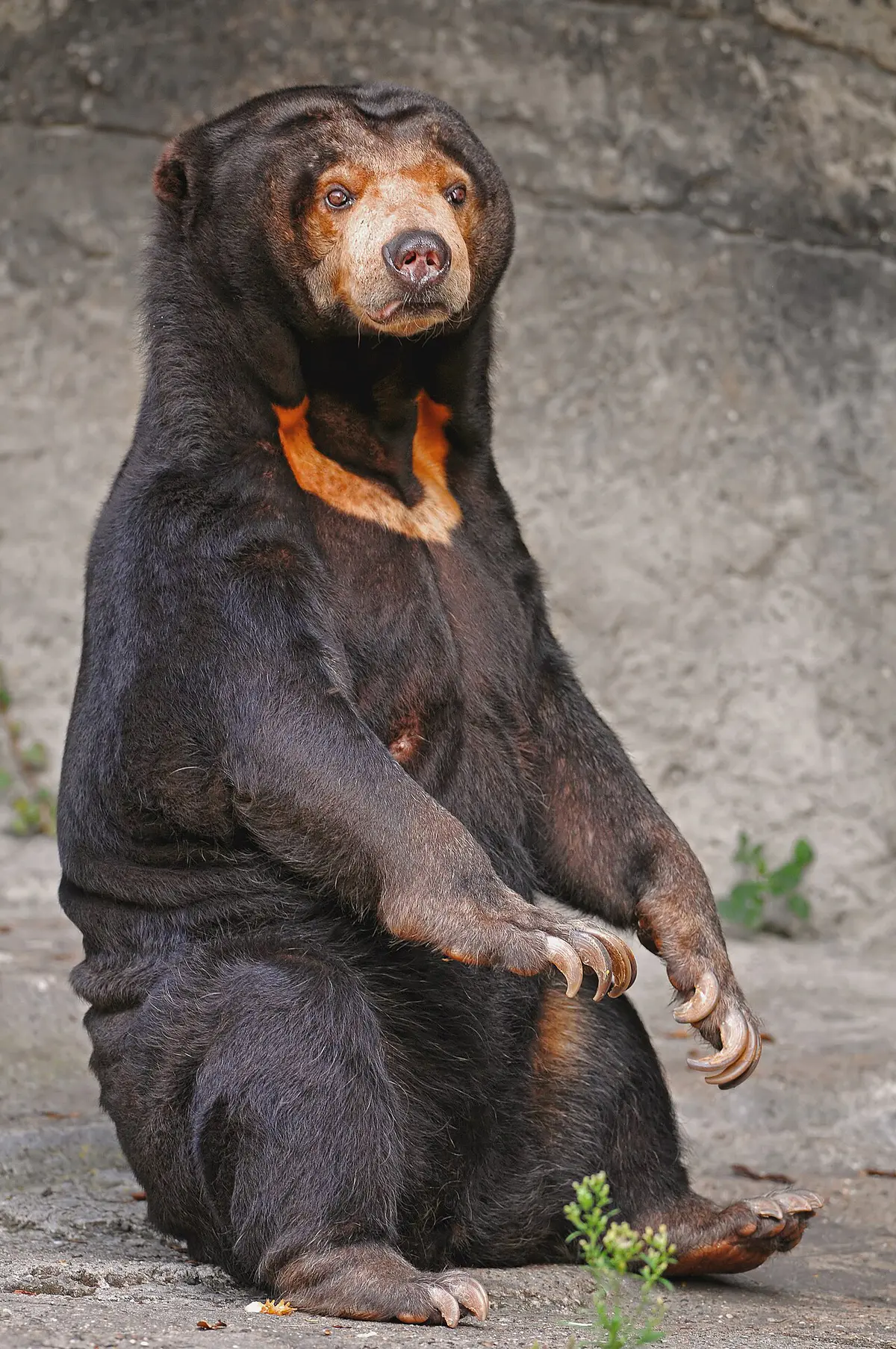 Helarctos malayanus