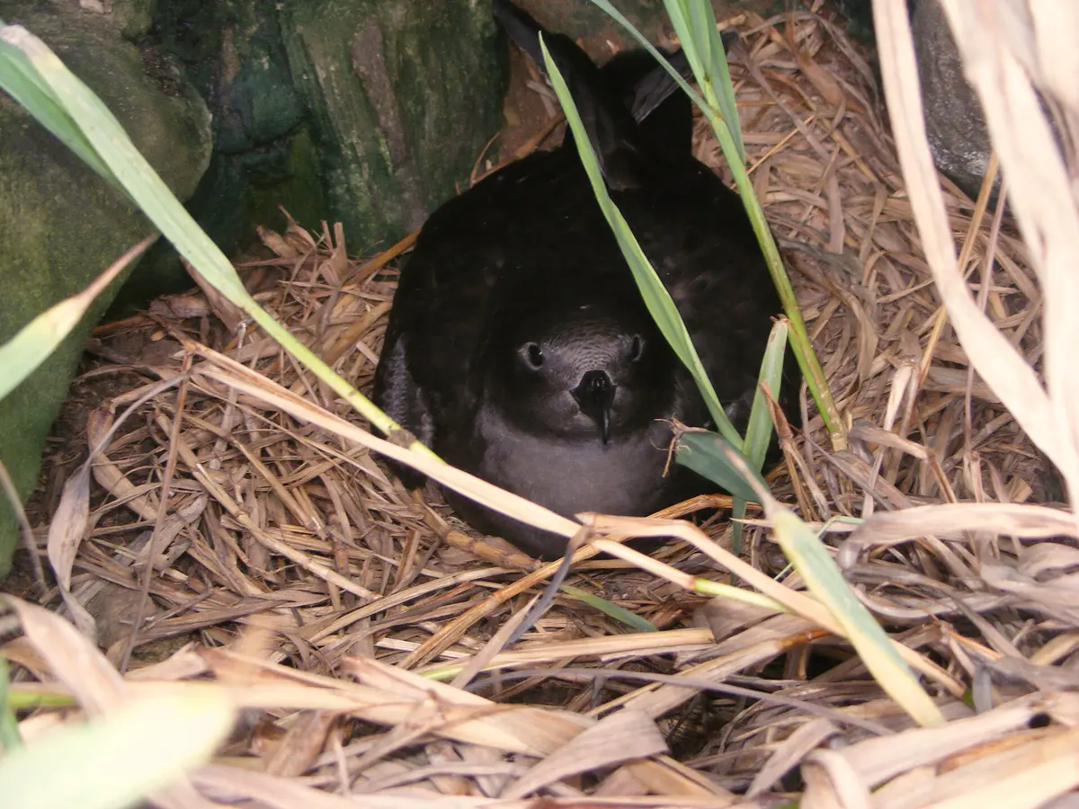 Henderson Petrel