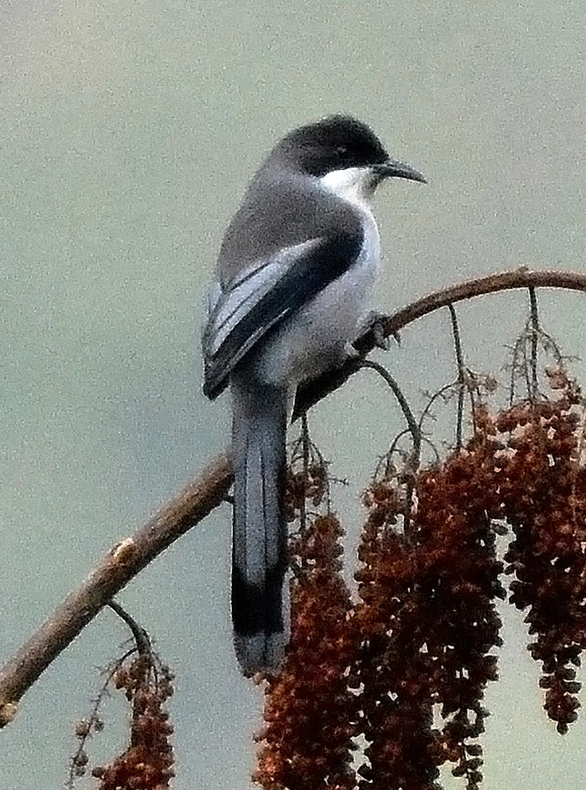 Heterophasia gracilis