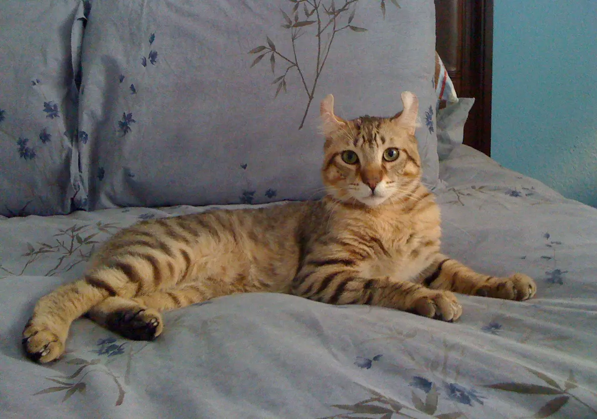 Highlander cat