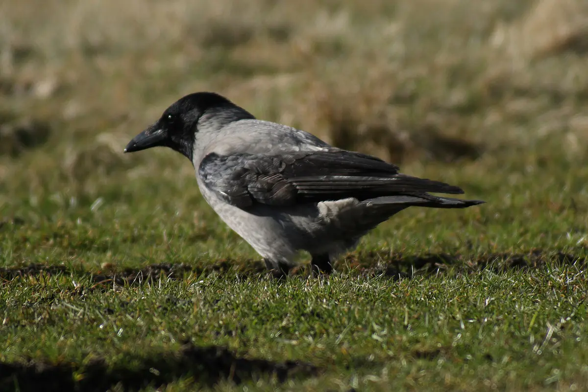 Hooded Crow