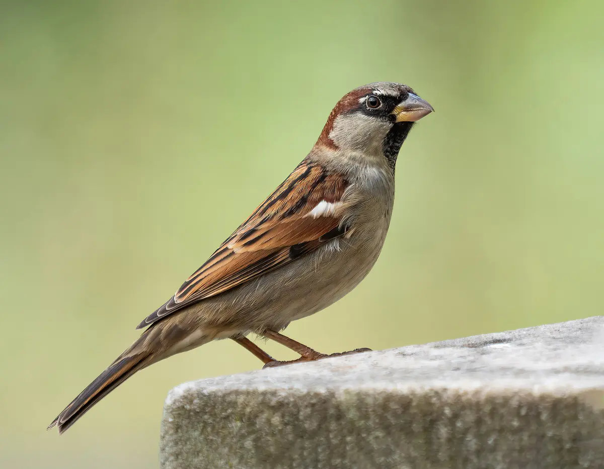 A male house sparrow perched on a stone ledge