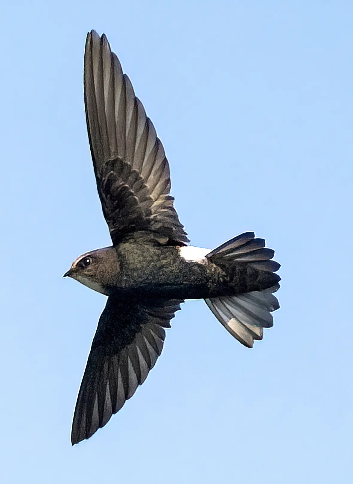 House Swift