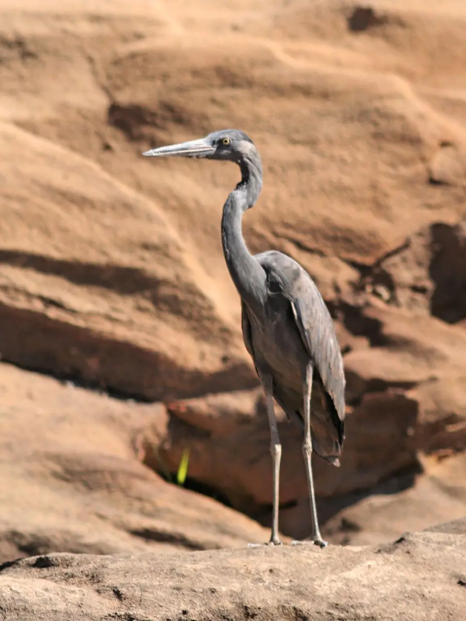 Humblot's Heron