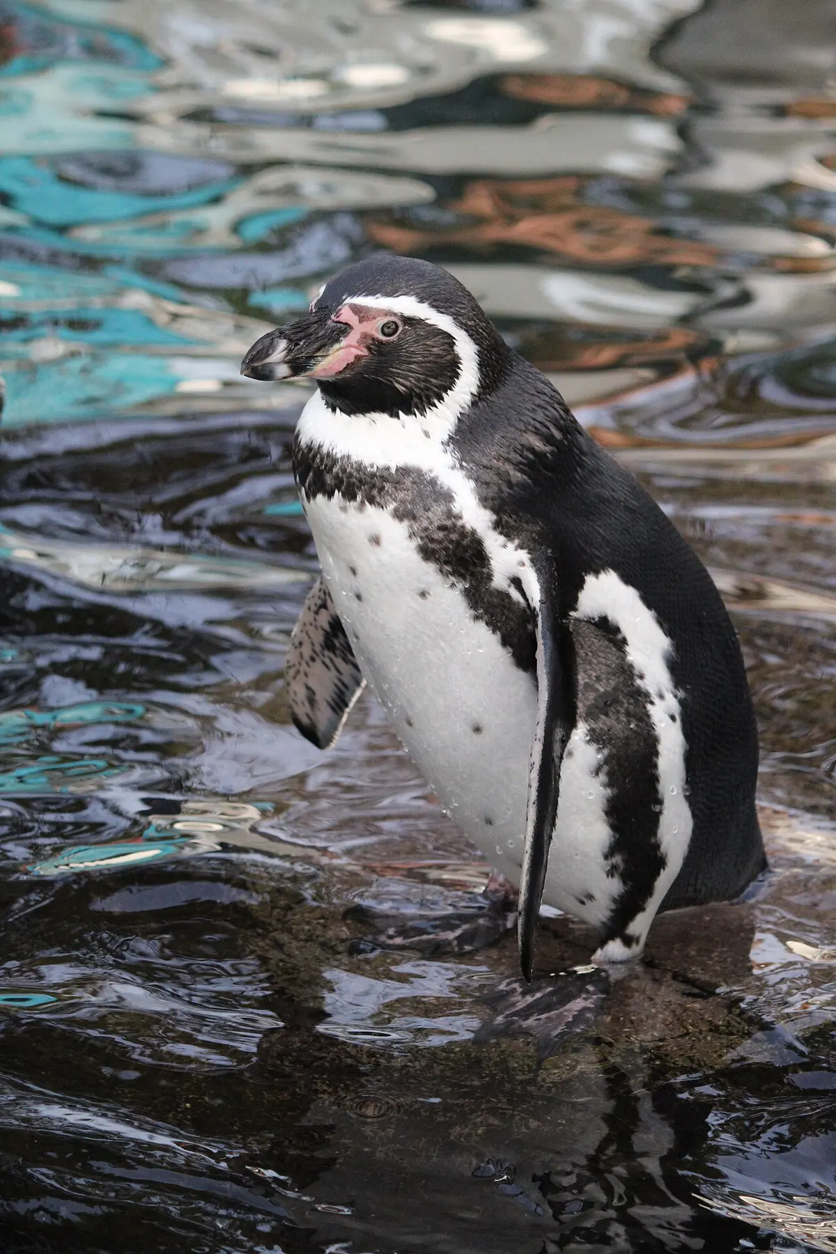 Humboldt Penguin