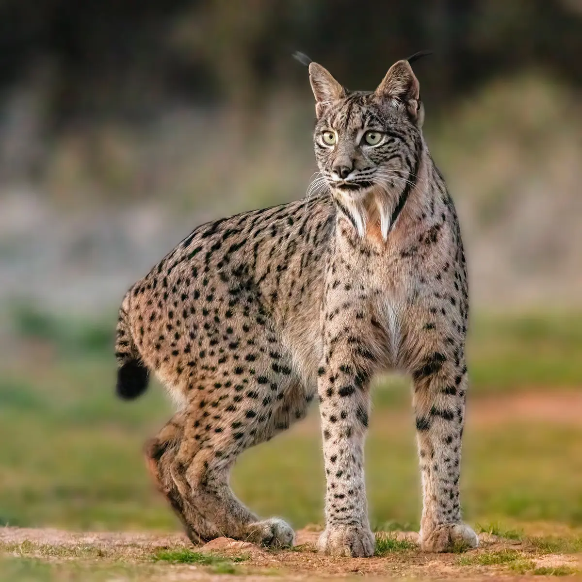 Iberian lynx