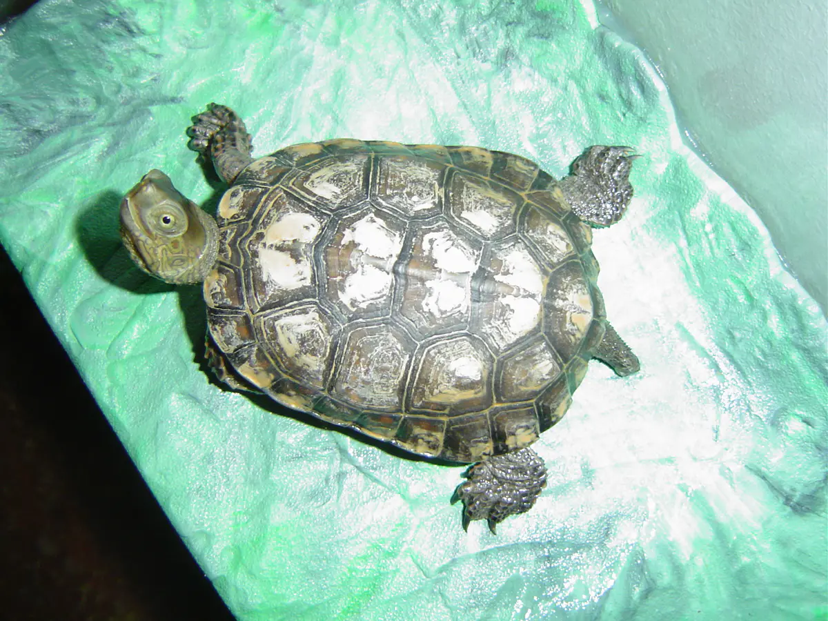 Iberian pond turtle