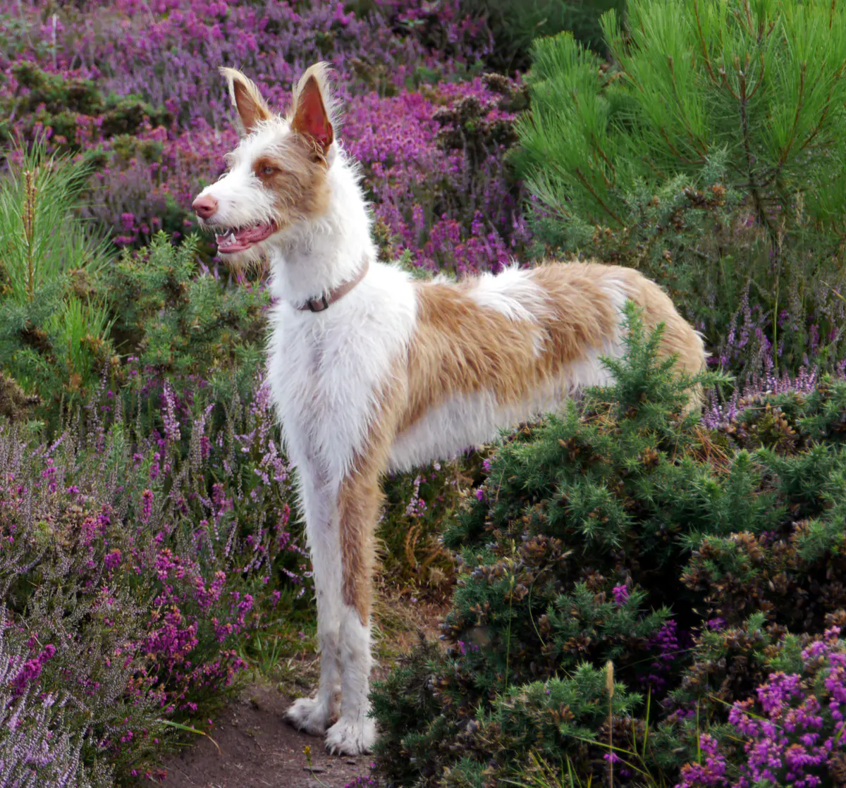 Ibizan Hound