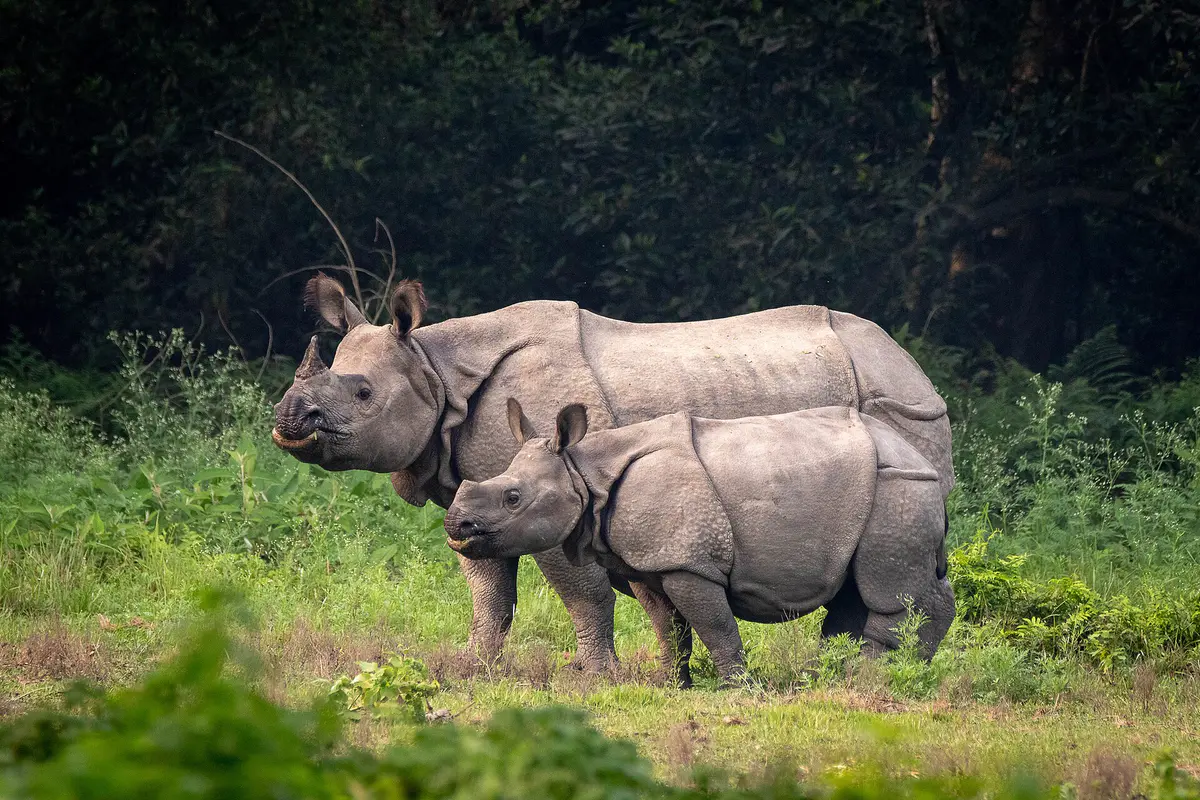 Indian rhinoceros