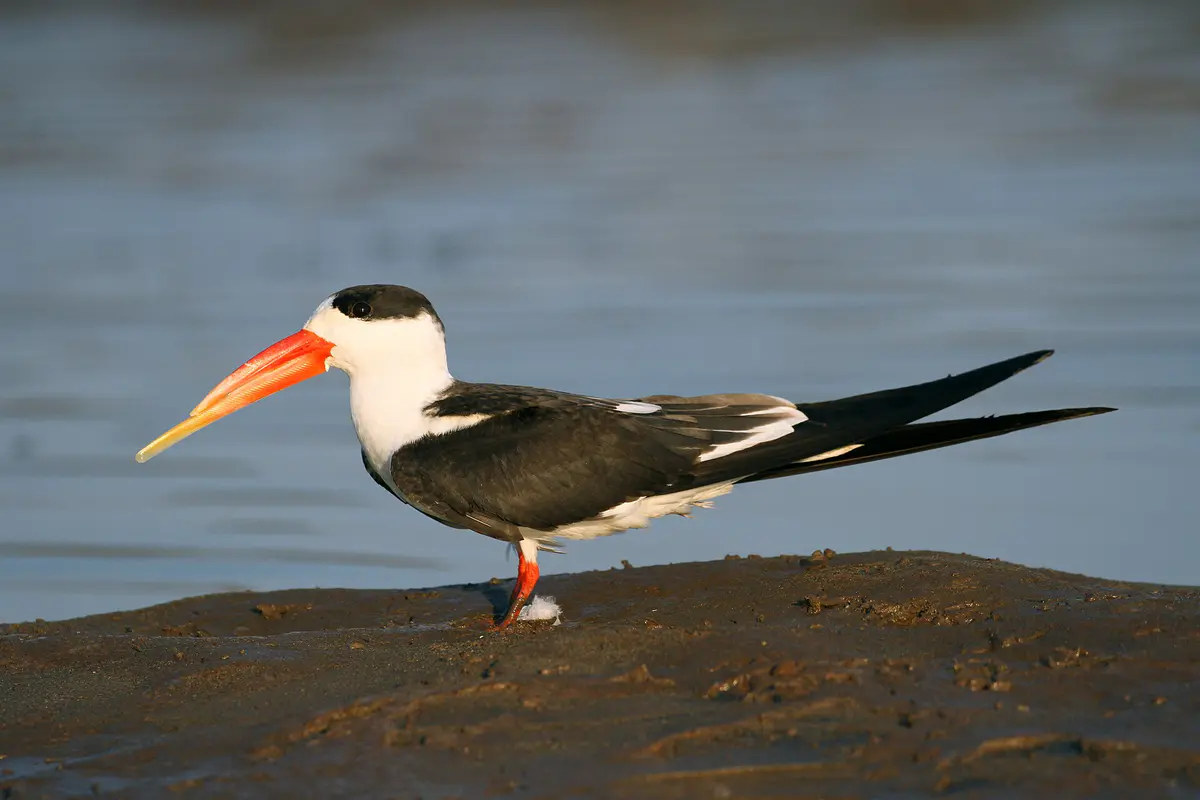 Indian Skimmer