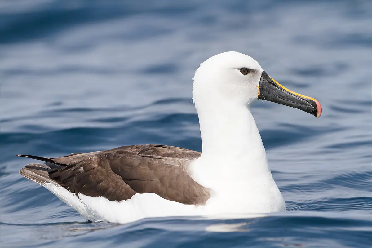 Indian Yellow-nosed Albatross