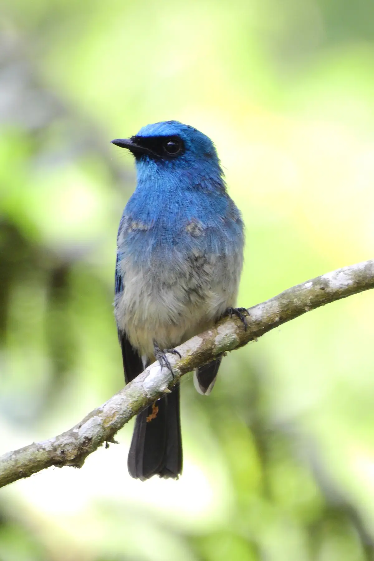 Indigo Flycatcher