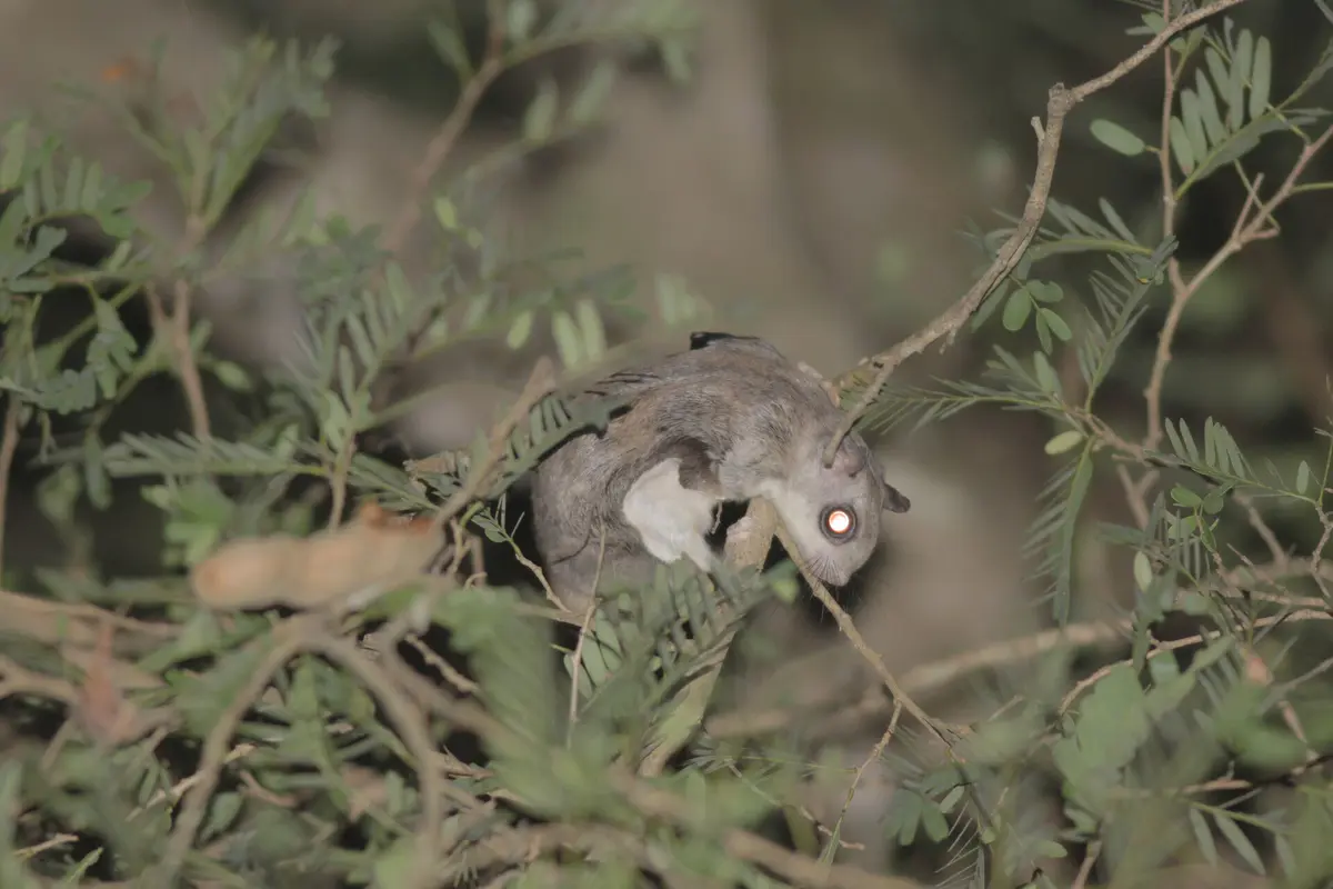 Indochinese flying squirrel