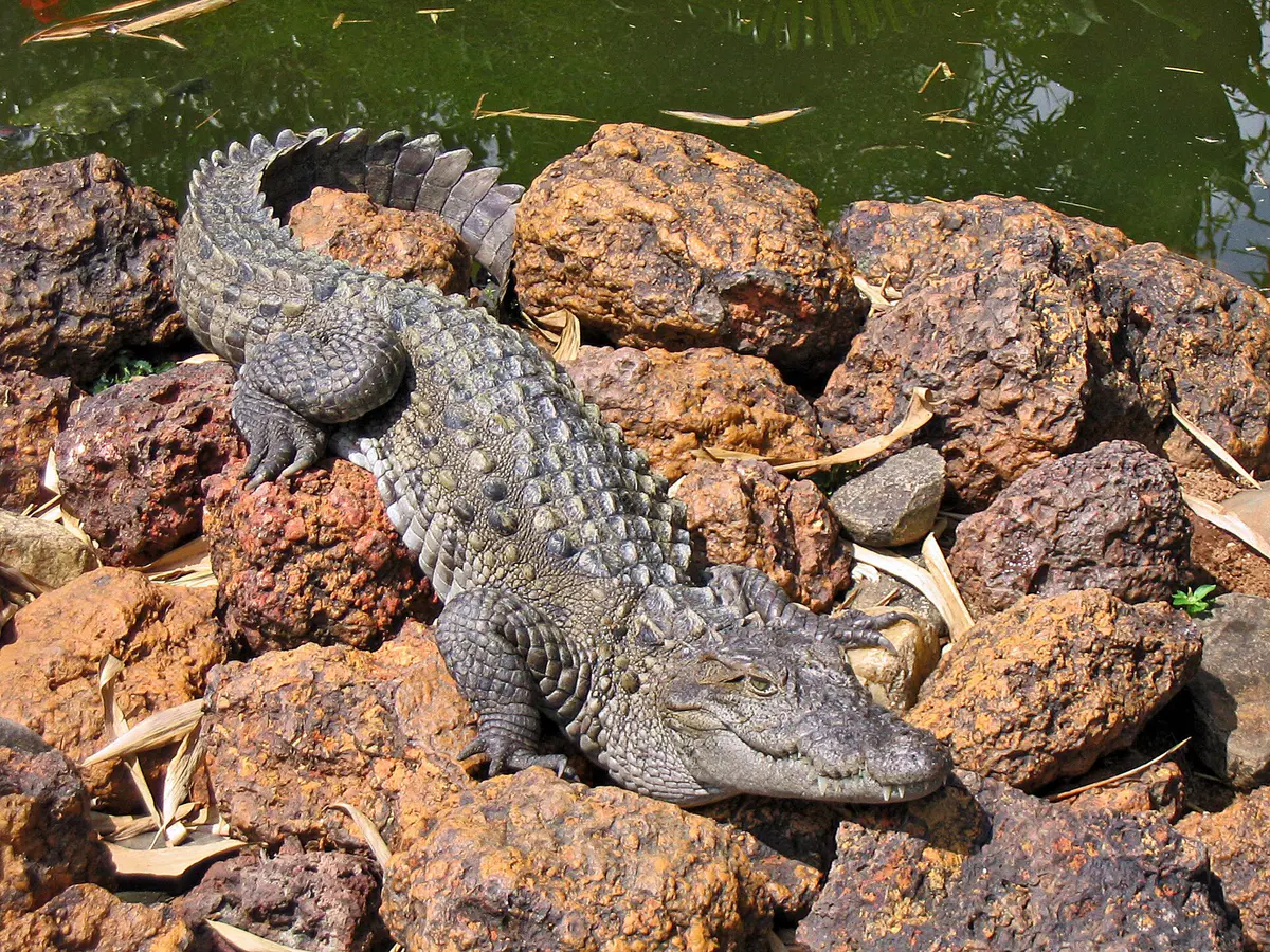 Indus Crocodile