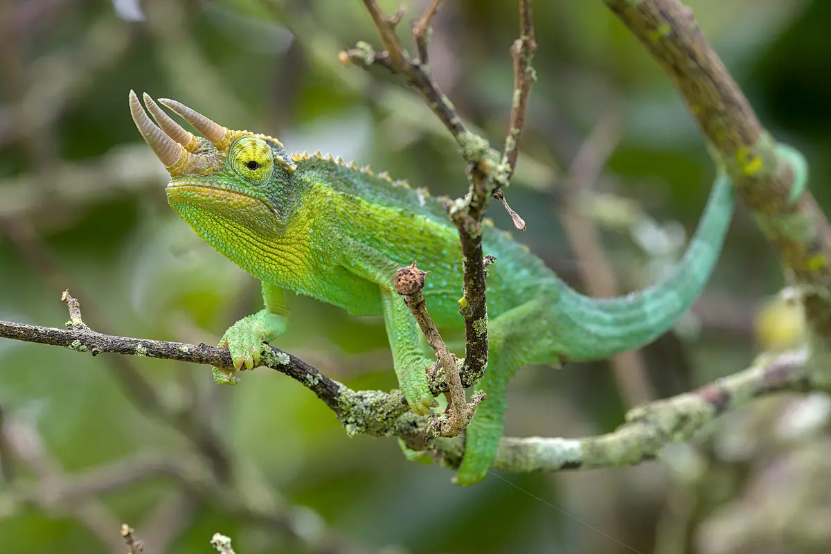 Jackson's Chameleon