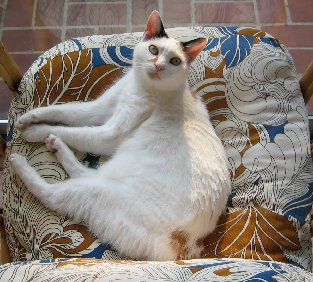 Japanese Bobtail