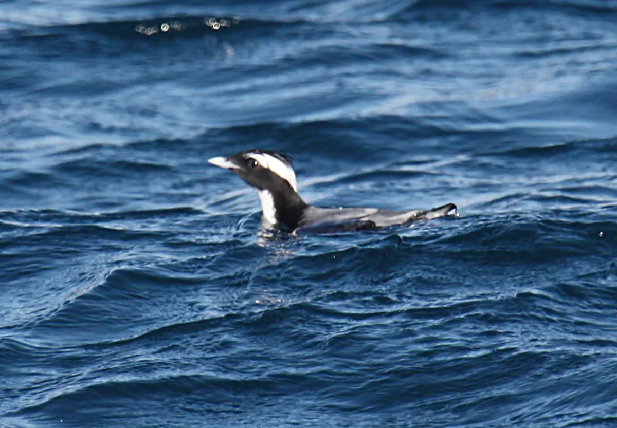 Japanese Murrelet