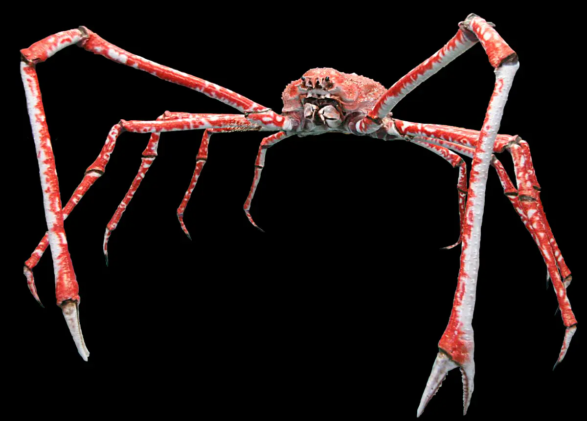 Japanese spider crabs