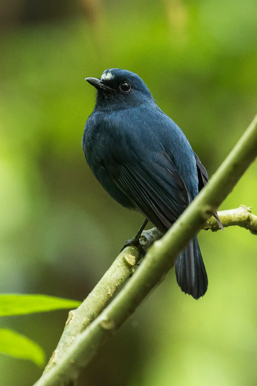 Javan Blue Robin