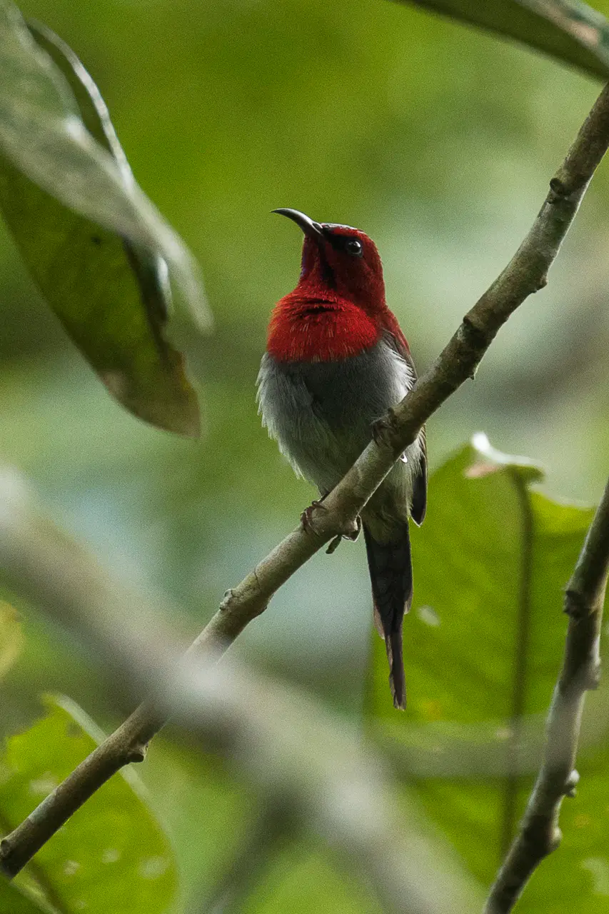 Javan Sunbird