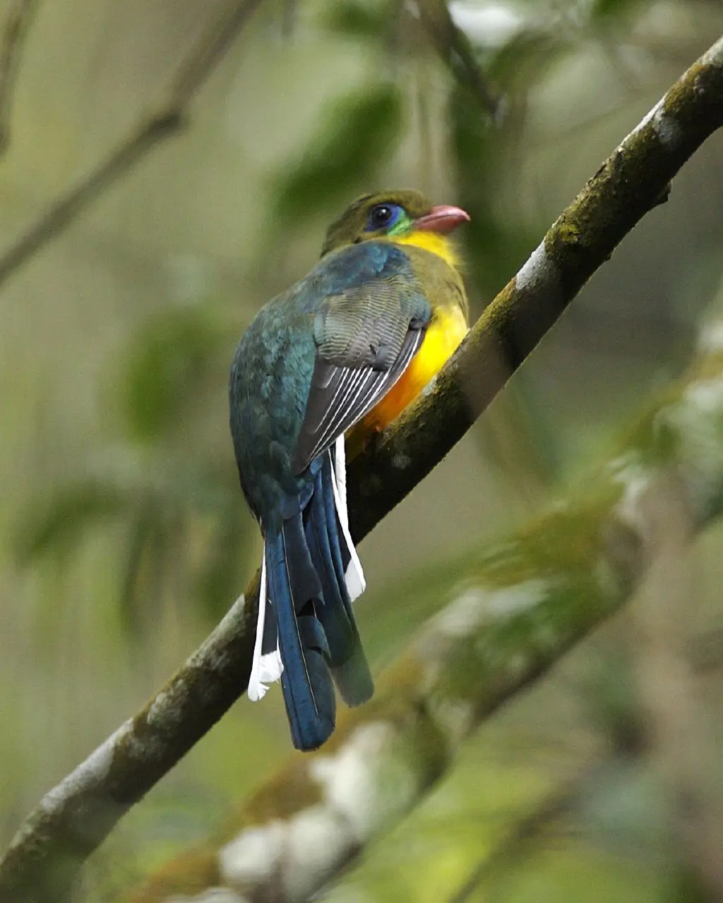 Javan trogon