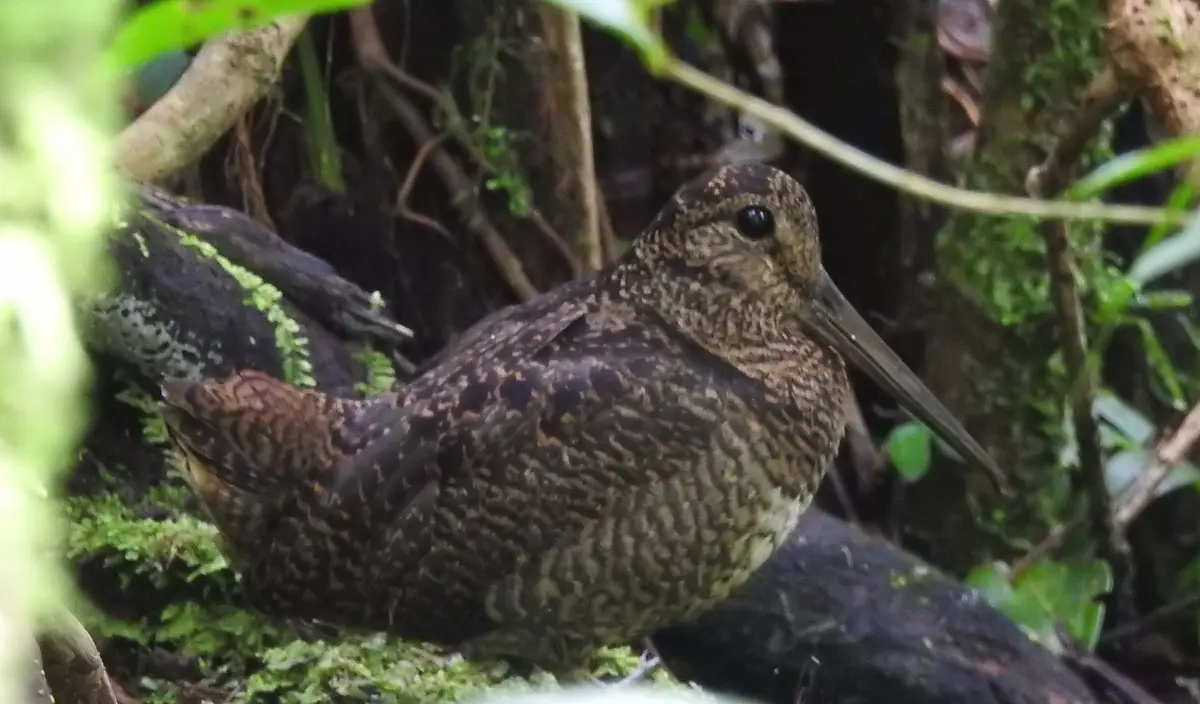 Javan Woodcock