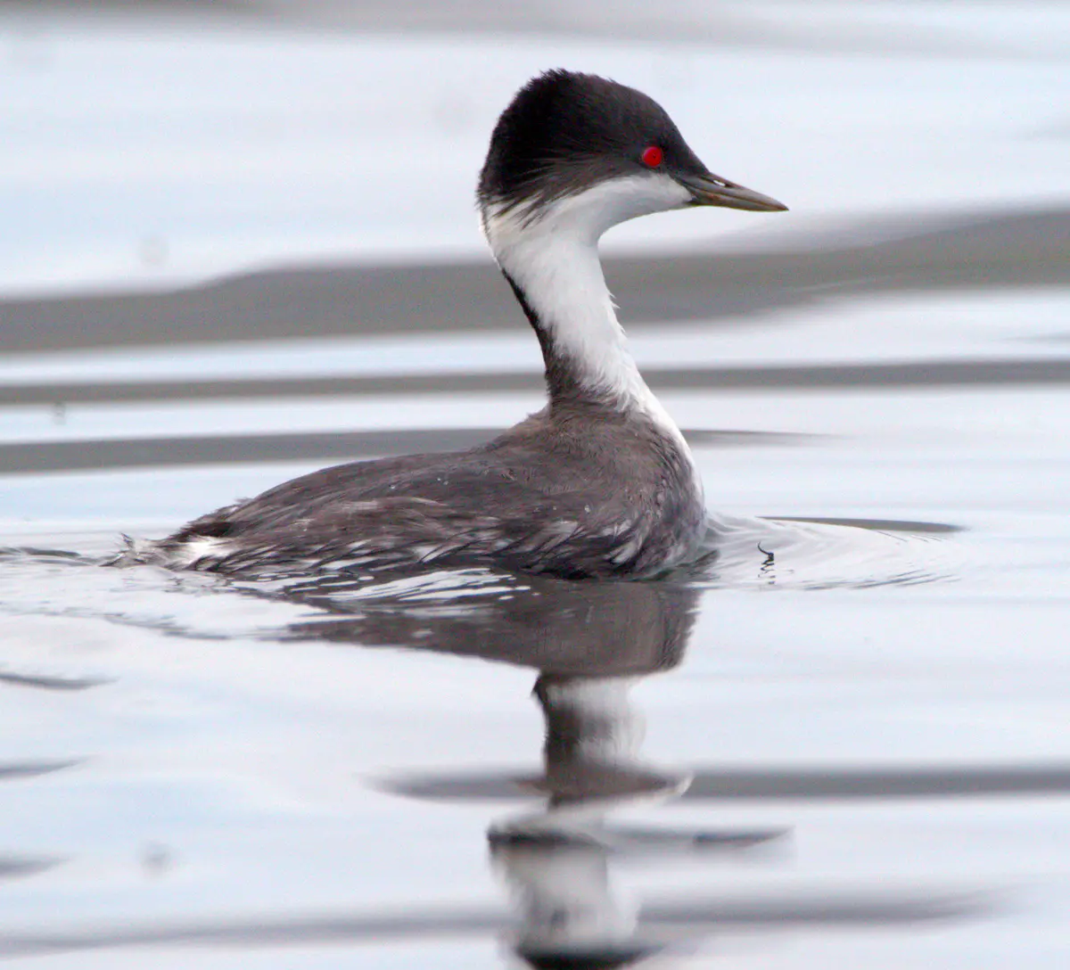 Junin Grebe