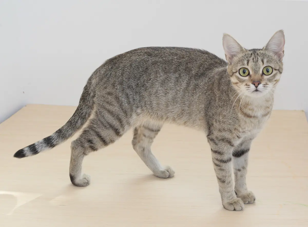 Kanaani cat