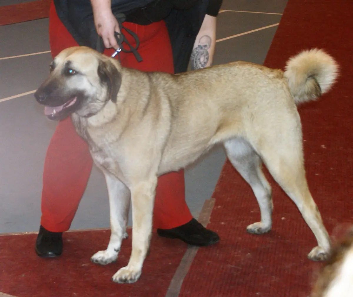 Kangal Shepherd Dog
