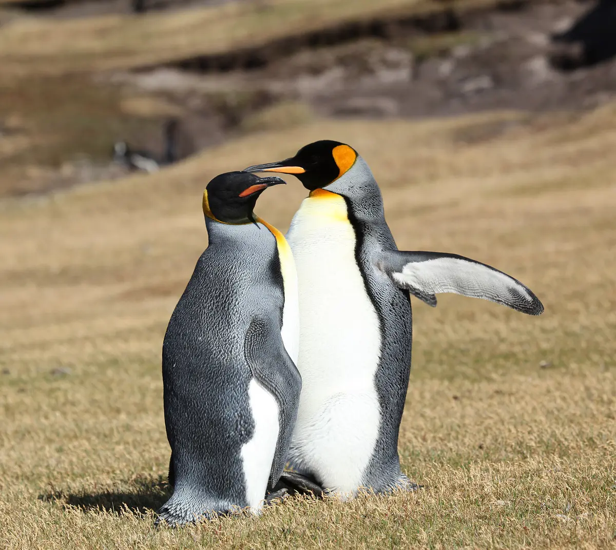 King Penguin