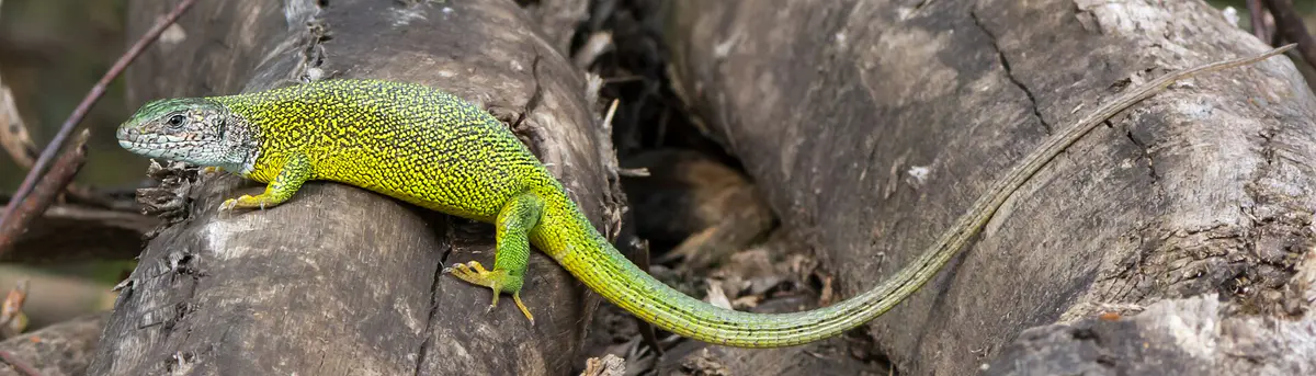 Lacerta viridis