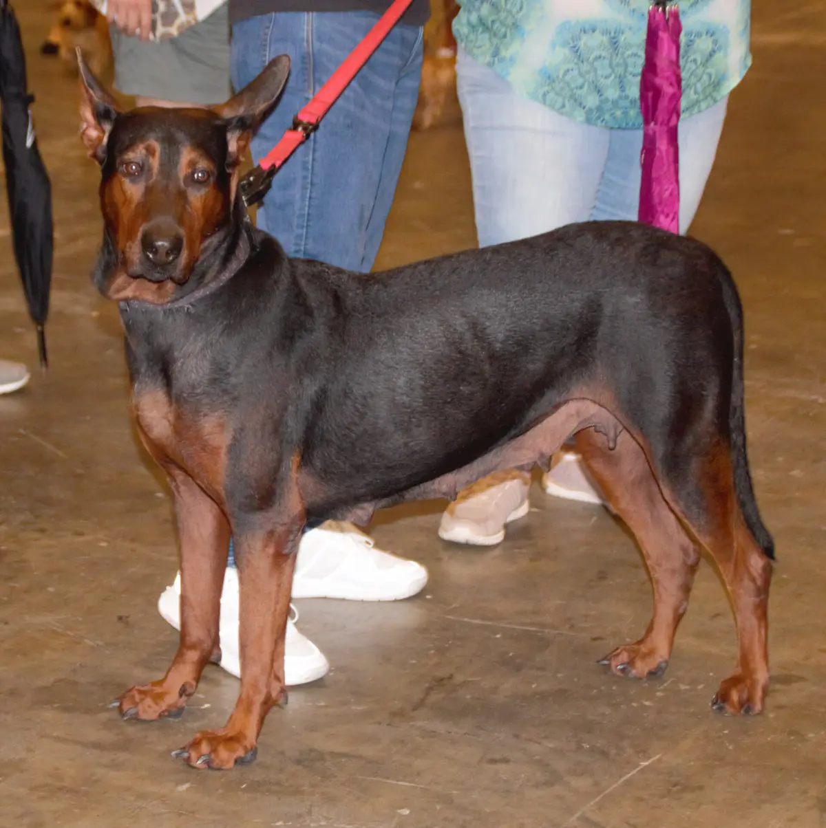 Laizhou Red Dog