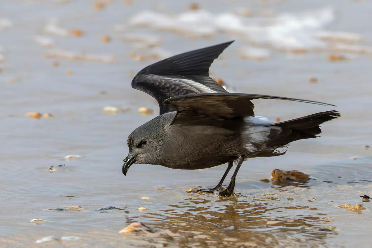 Leach’s Storm Petrel
