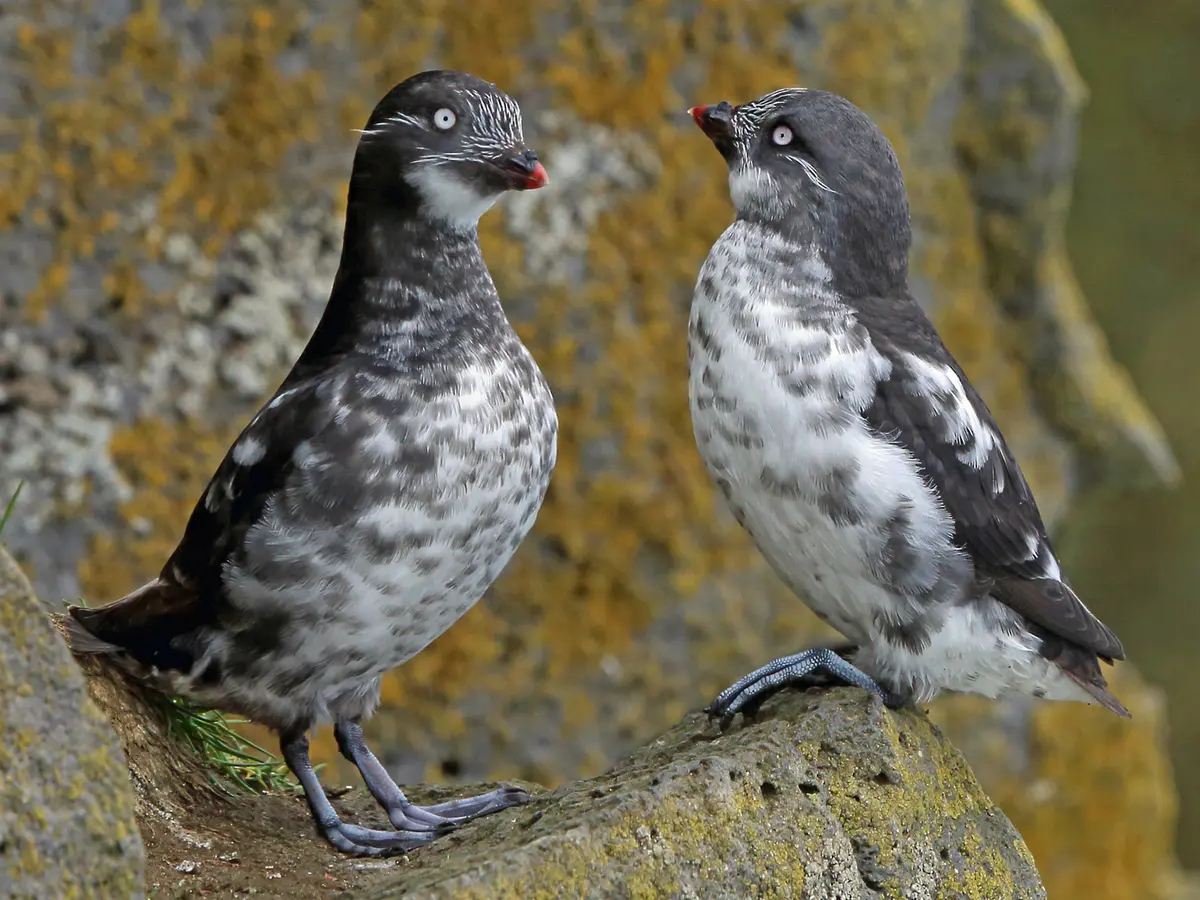 Least Auklet