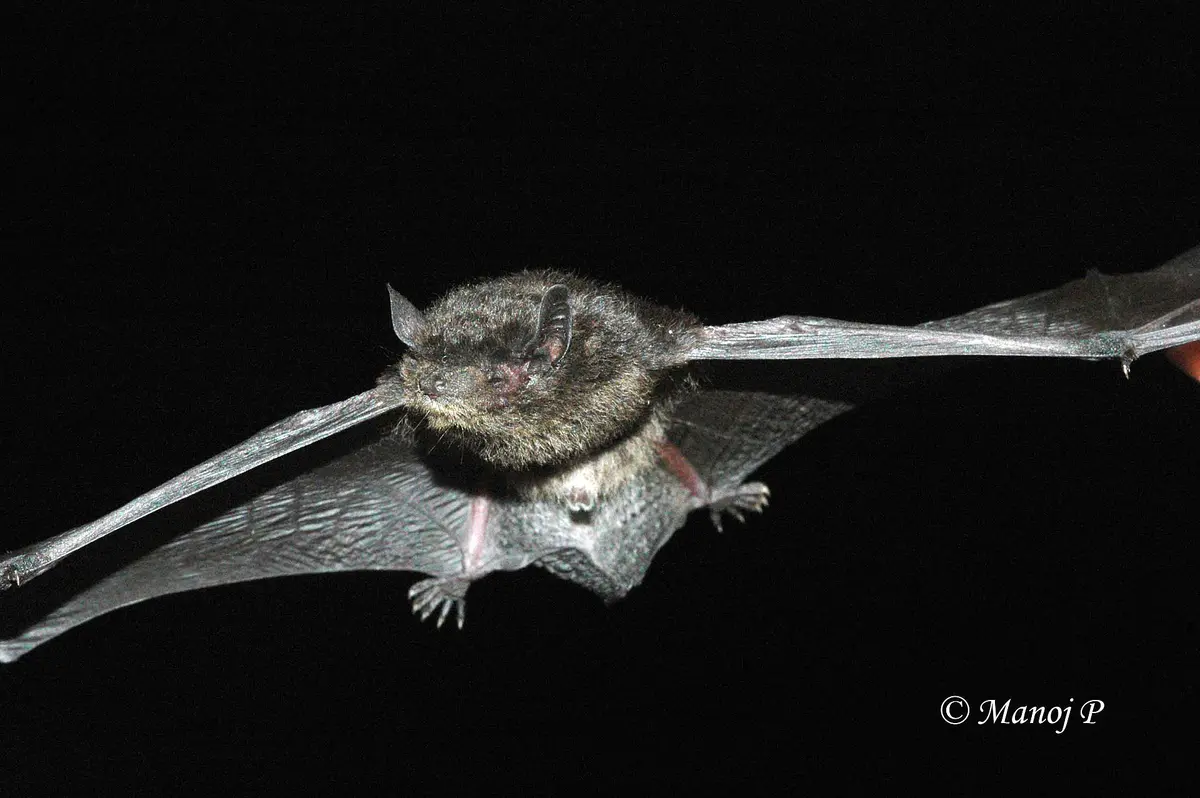 least pipistrelle