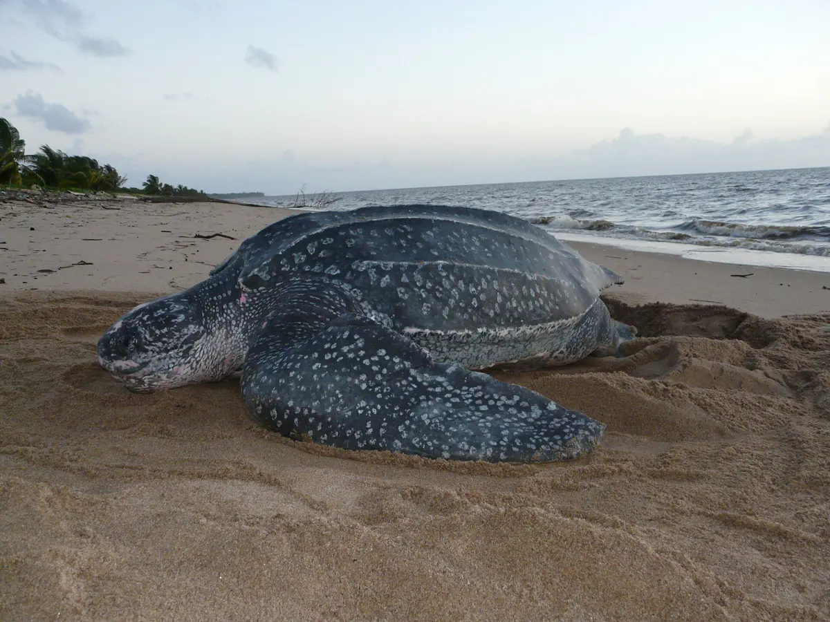 A leatherback sea turtle resting on a sandy nesting beach