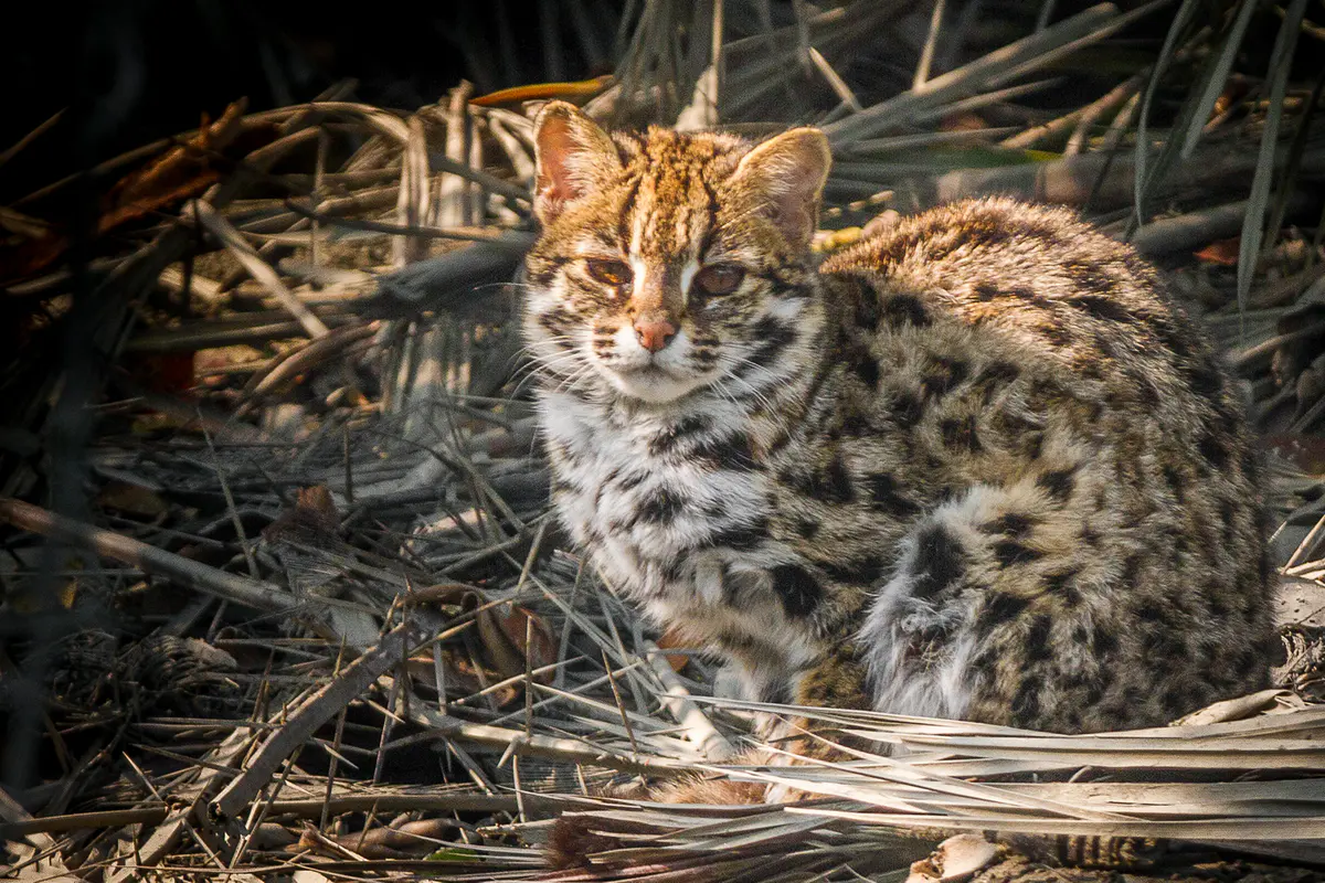 leopard cat