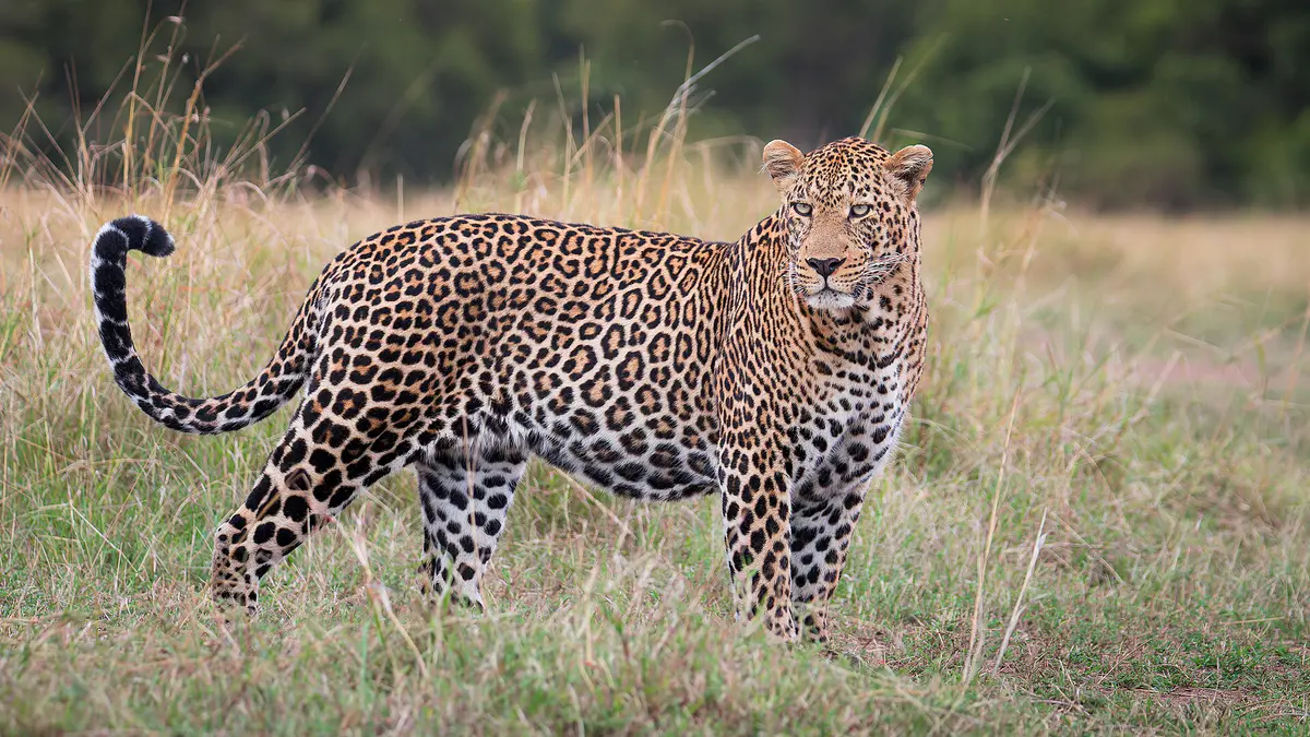leopard