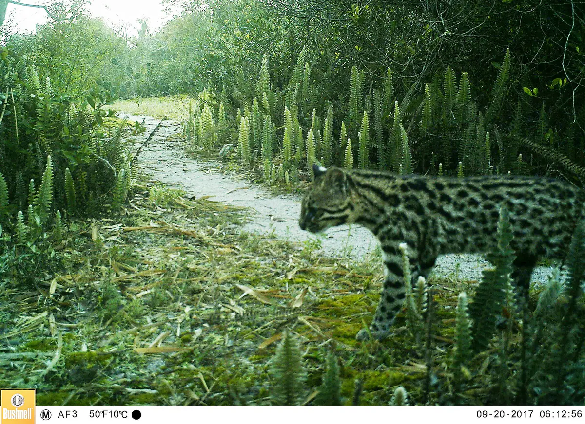 Leopardus guttulus