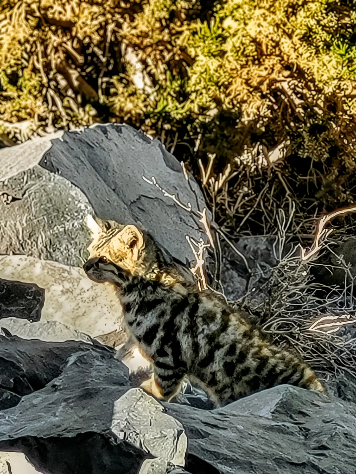 Leopardus jacobita