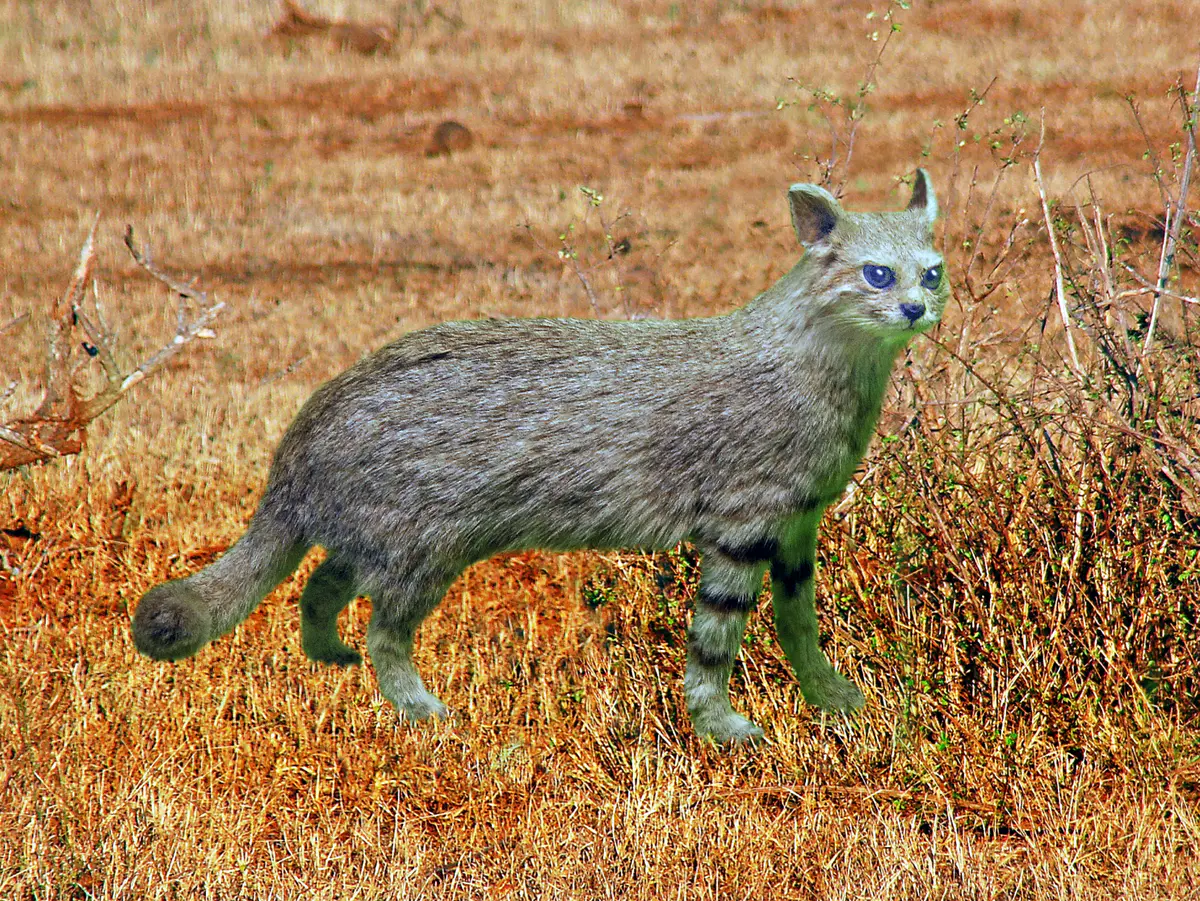 Leopardus pajeros
