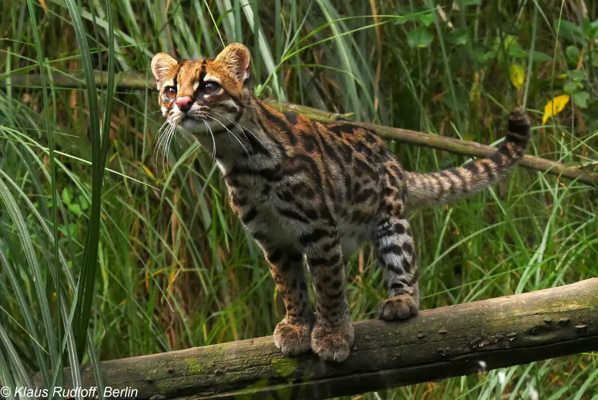 Leopardus pardinoides
